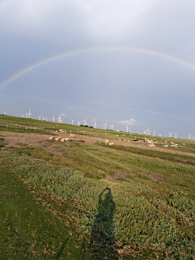 Regenbogen und Windkraftanlagen vor dem blauen Himmel, davor Schafe auf den Salzwiesen
